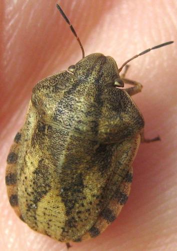 Réf. 188 595 : Eurygaster testudinaria